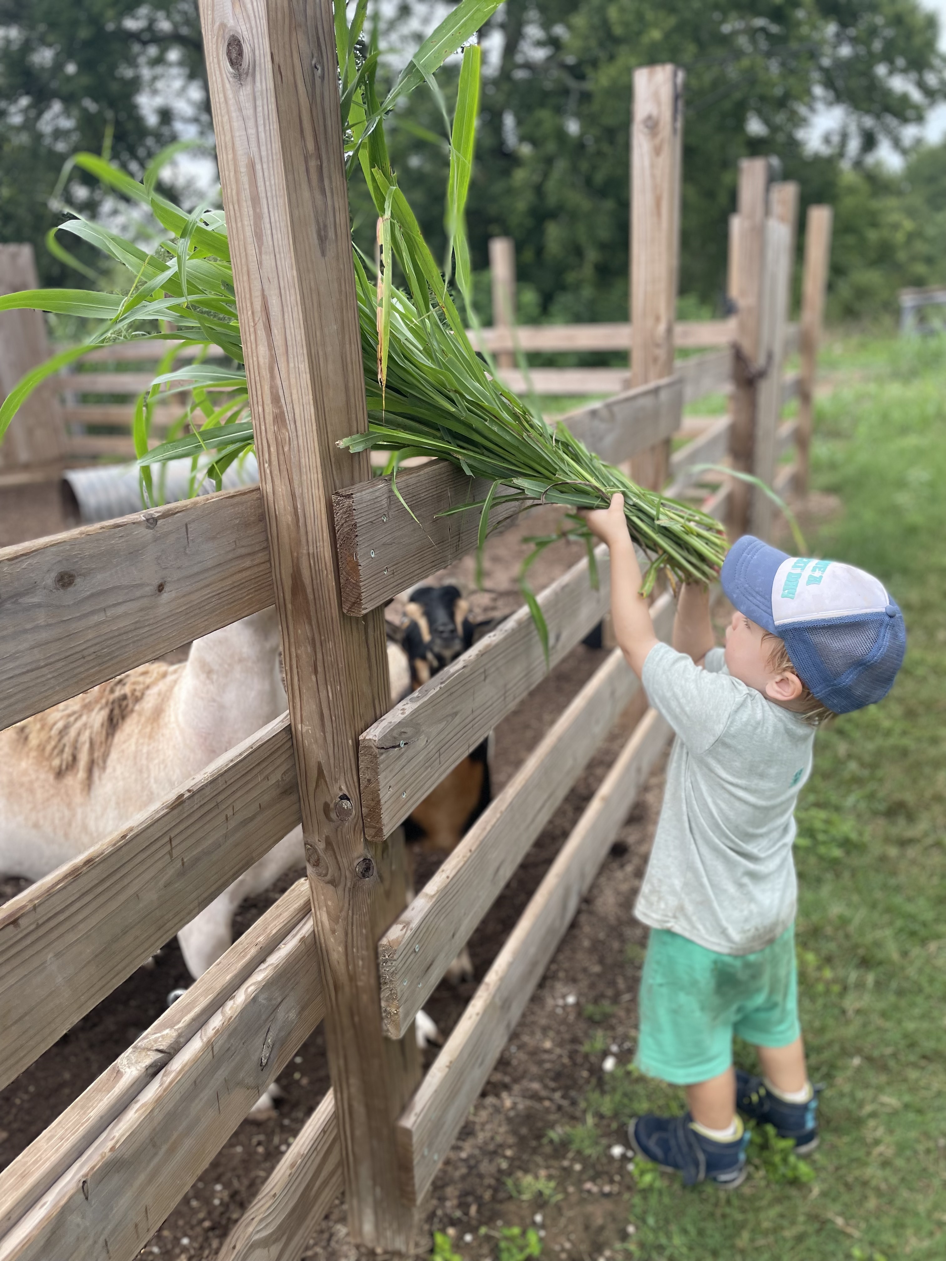 The Homegrown School's Photo