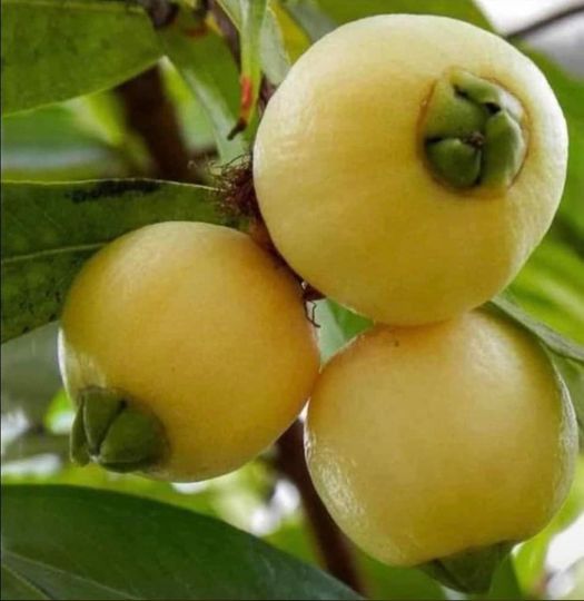 ROSE APPLES TREE OF LIFE DAYCARE, LLC's Photo