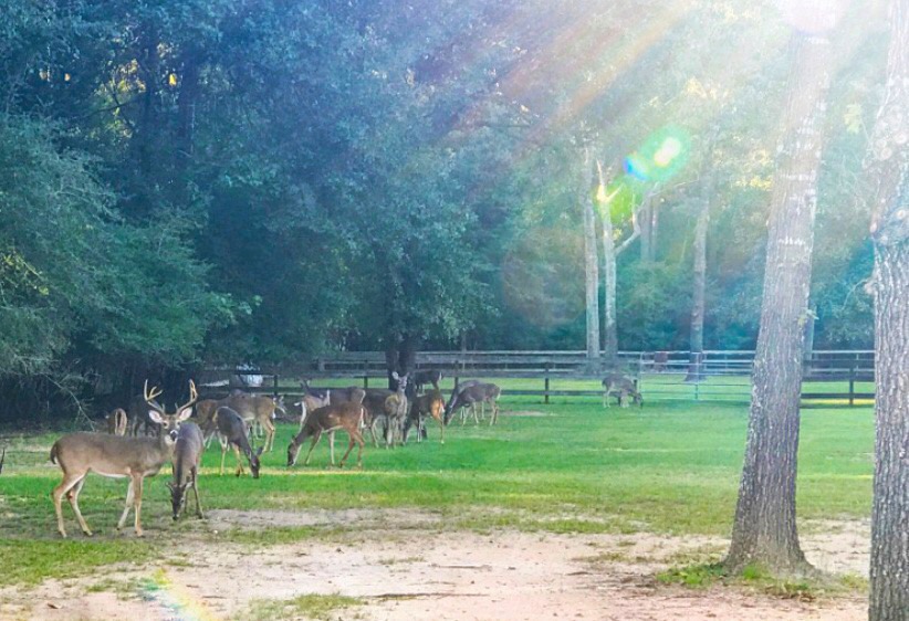 Ranch Lake Assisted Living's Photo