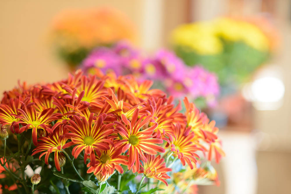 The Bridge at Hickory Woods's Photo