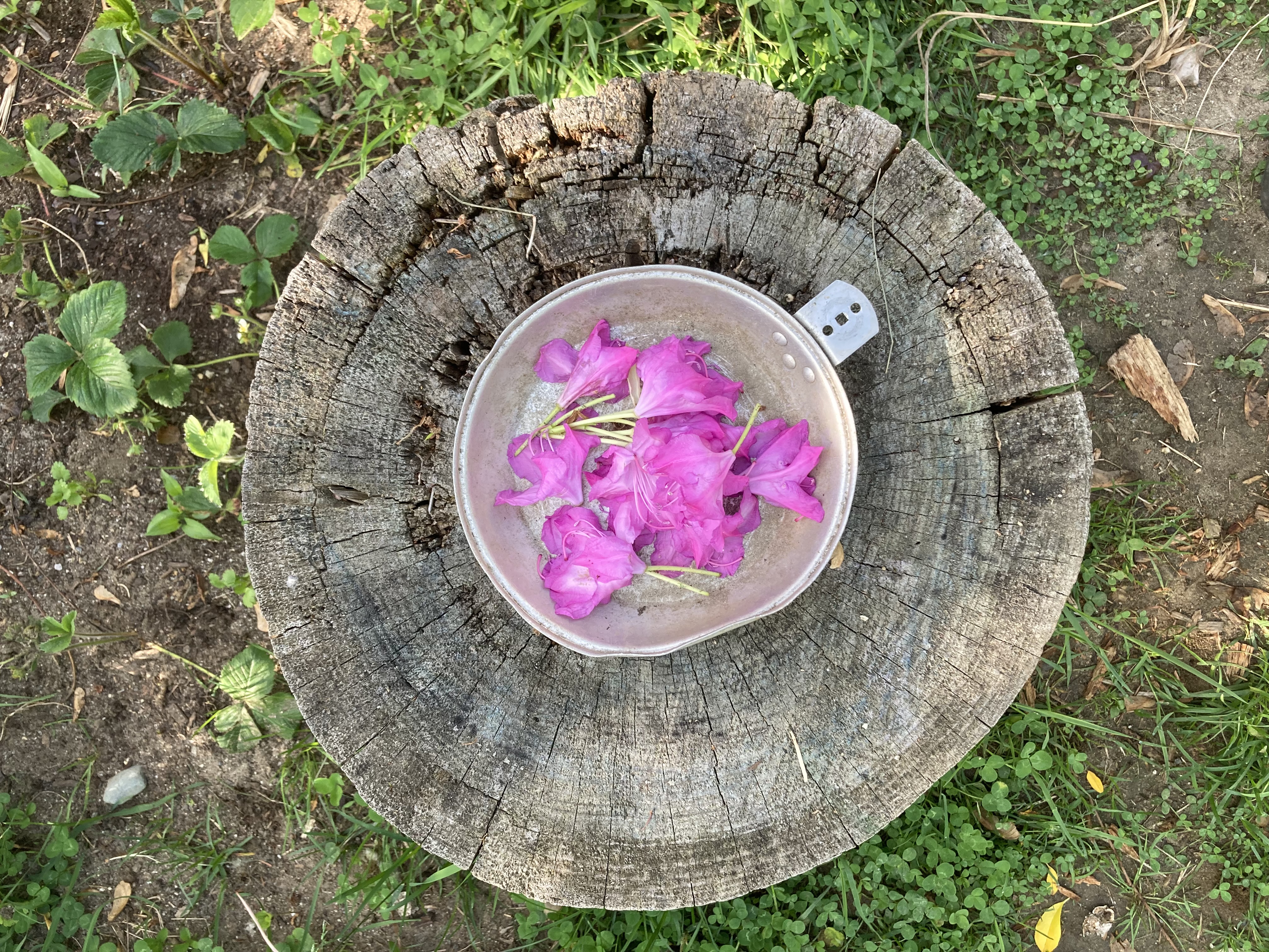 Wild Garden of Childhood's Photo